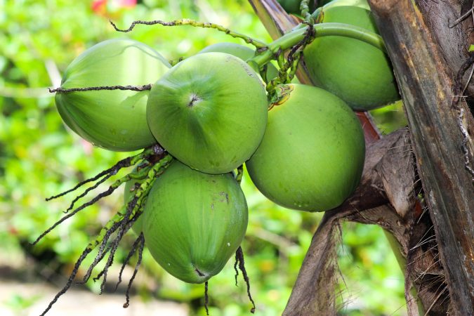 Maanfaat AIr Kelapa Muda Untuk Kesehatan