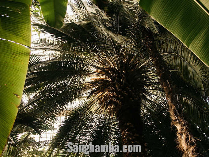 Cara Menggunakan Pupuk Sawit