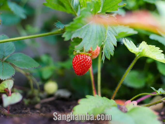 Cara Budidaya Strawberry 