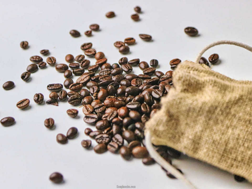 Budidaya Kopi Robusta