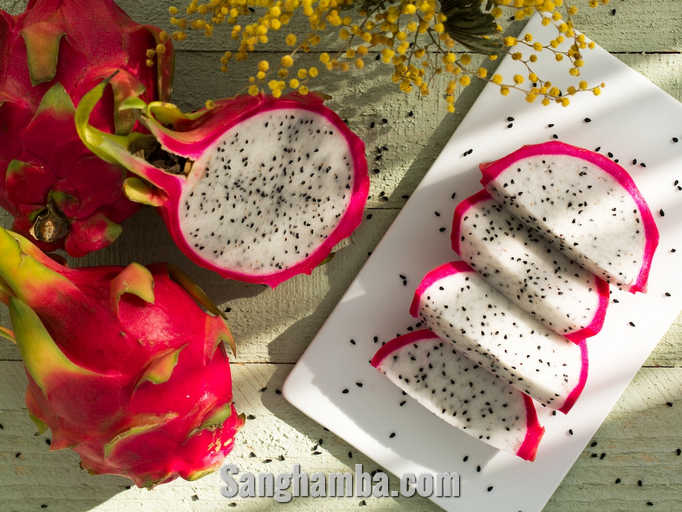 Cara Menanam Buah Naga