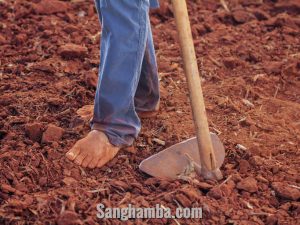 Cara Budidaya Jamur Tiram