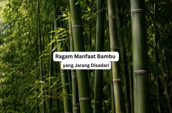 Manfaat bambu